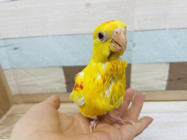ビセイインコ（美声インコ）