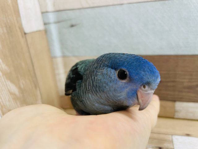 サザナミインコ