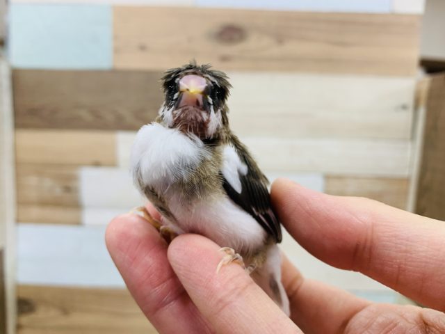 十姉妹（ジュウシマツ）