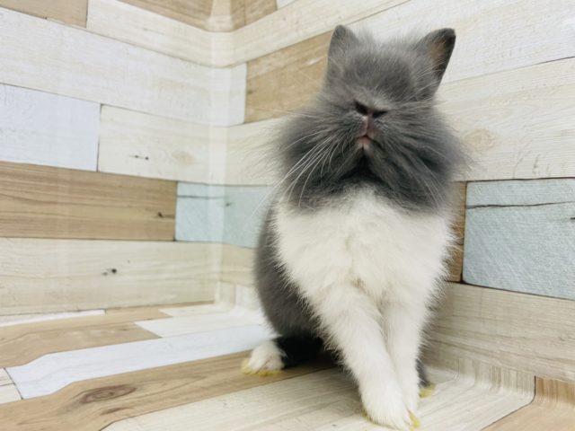 ライオンラビット