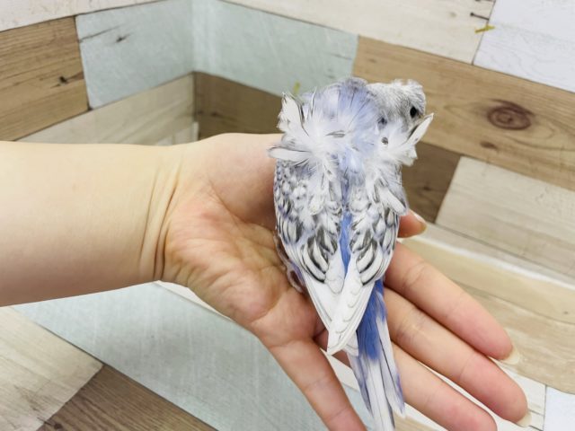 羽衣セキセイインコ