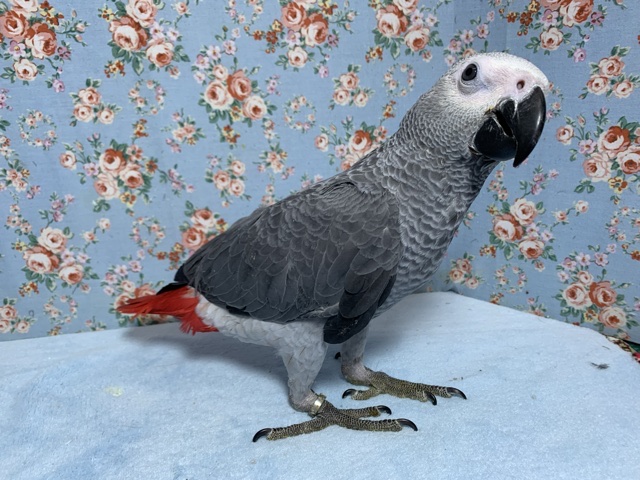 💙ヨウム 男の子💙 7月25日 ヨウム