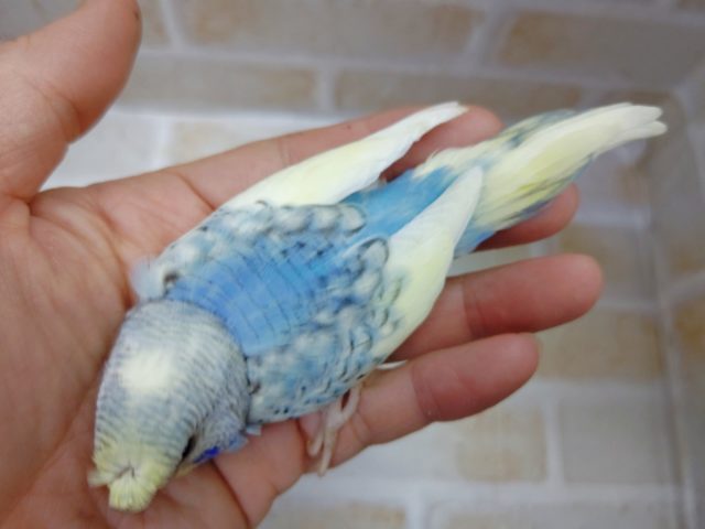 梵天セキセイインコ