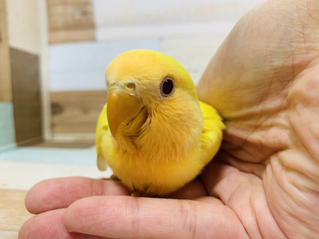 コザクラインコ（小桜インコ）