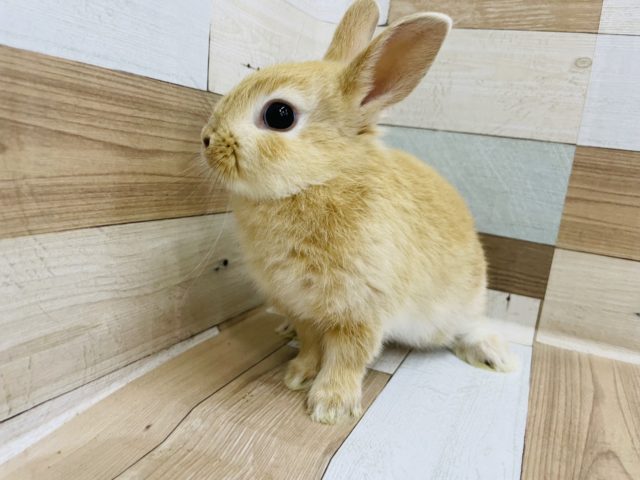 ネザーランドドワーフ