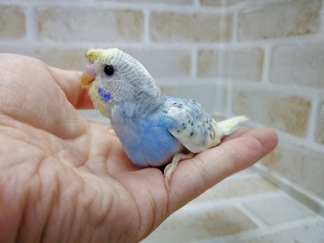 梵天セキセイインコ
