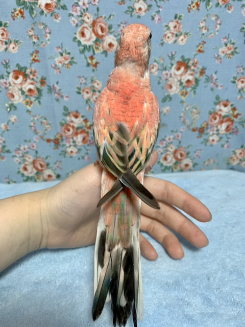 アキクサインコ（秋草インコ）