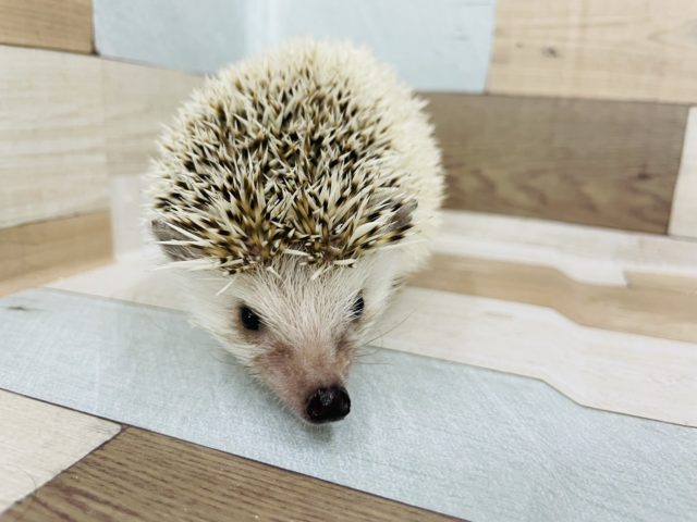 ハリネズミ（ヨツユビハリネズミ）