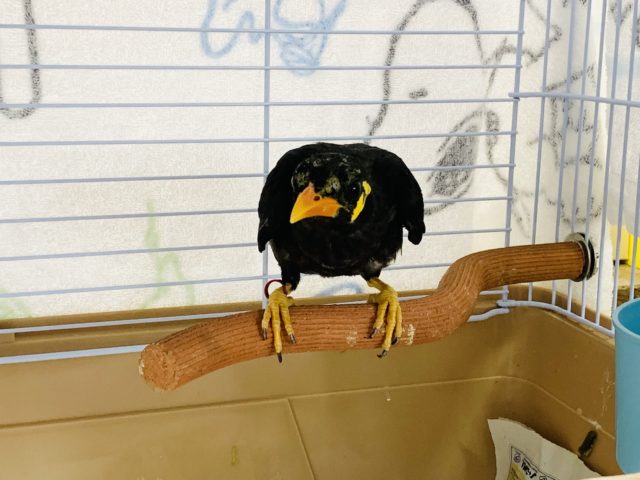 久々入舎!まだ小柄な九官鳥さん♪ 九官鳥(キュウカンチョウ)