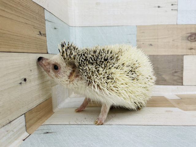 ハリネズミ（ヨツユビハリネズミ）