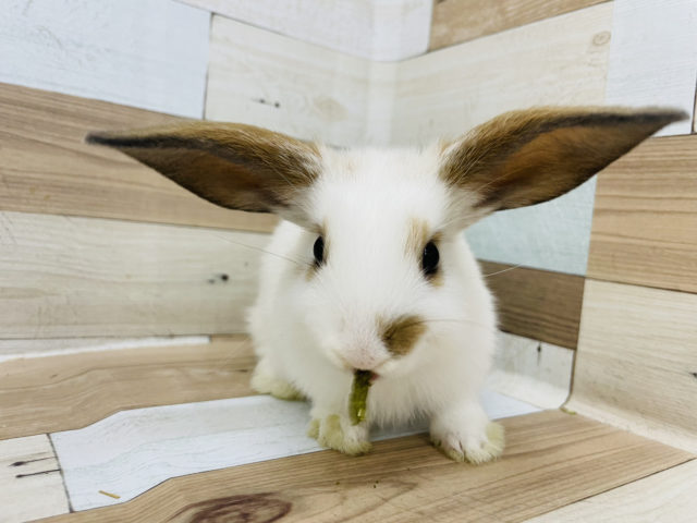 ロップイヤーラビット