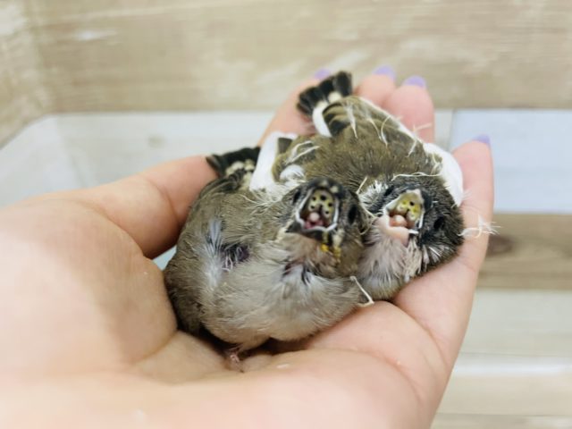 錦花鳥（キンカチョウ）