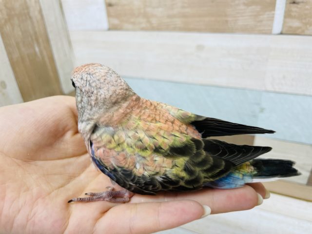 アキクサインコ（秋草インコ）