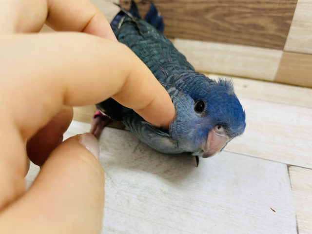 サザナミインコ