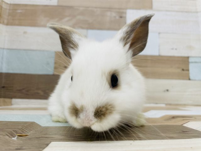 ロップイヤーラビット