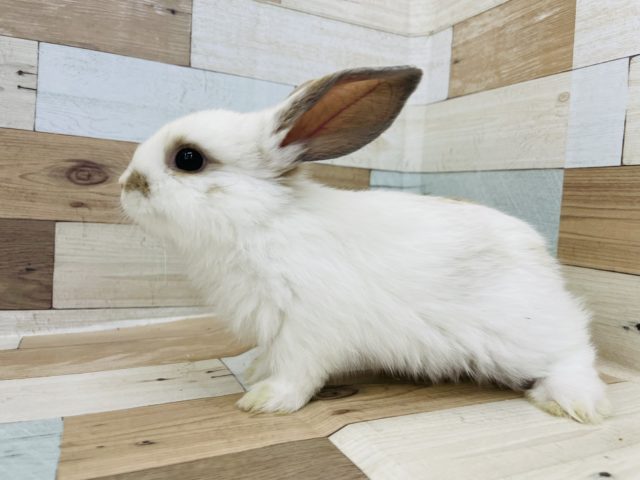ロップイヤーラビット