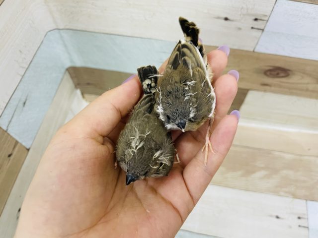 錦花鳥（キンカチョウ）