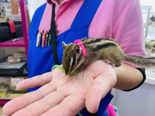 シマリス（ノーマル）