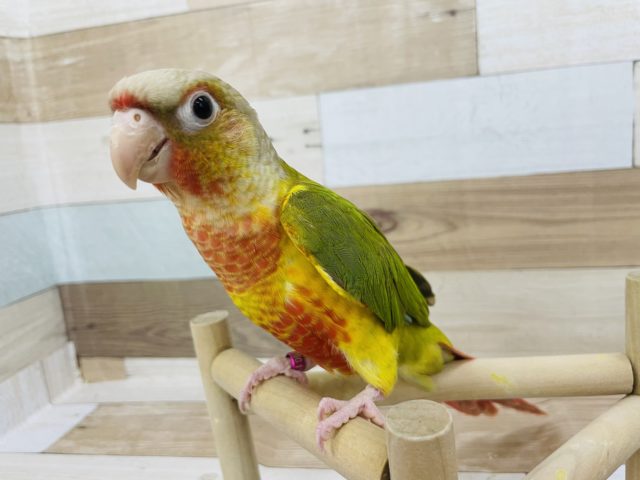 ホオミドリウロコインコ