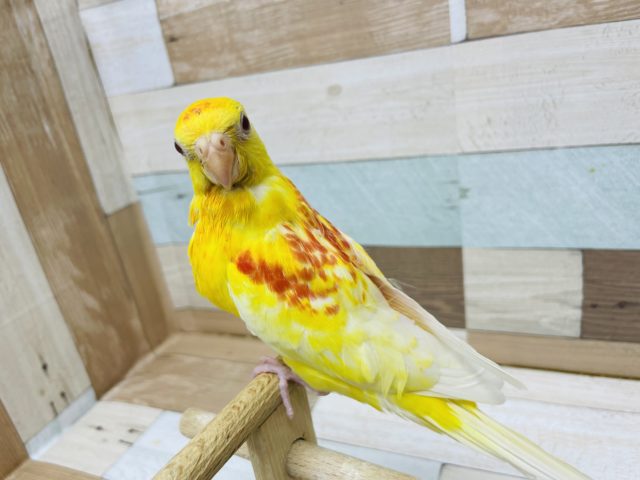 ビセイインコ（美声インコ）