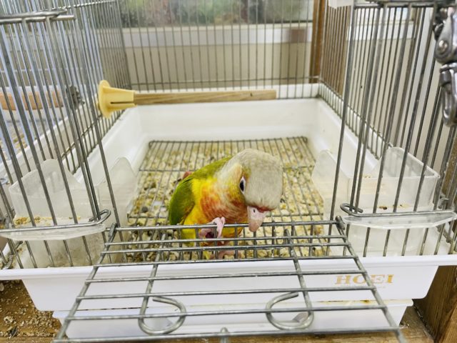 ホオミドリウロコインコ