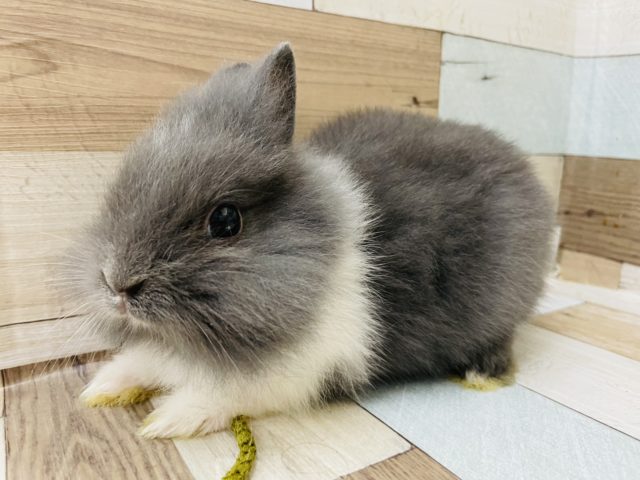 ライオンラビット