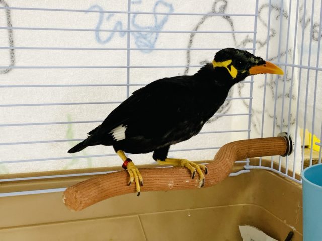 九官鳥（キュウカンチョウ）