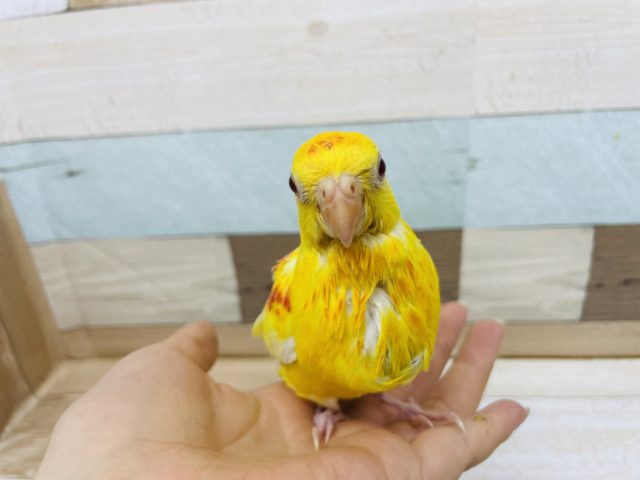 ビセイインコ（美声インコ）