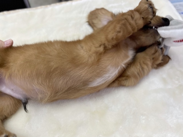 ミニチュアダックス