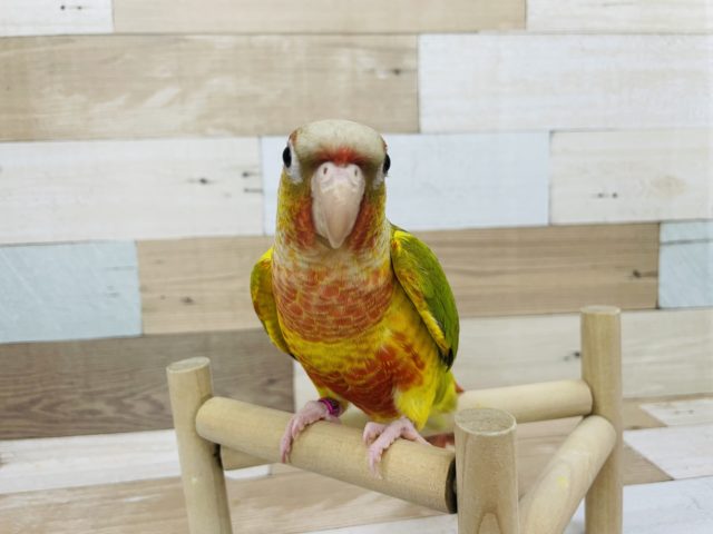 ホオミドリウロコインコ