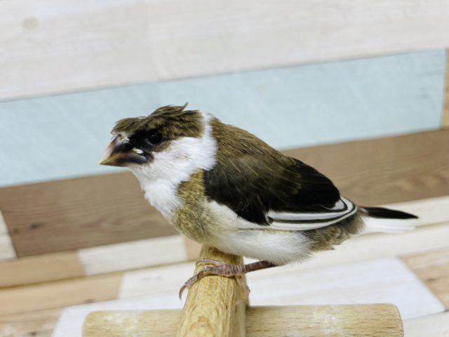 十姉妹（ジュウシマツ）