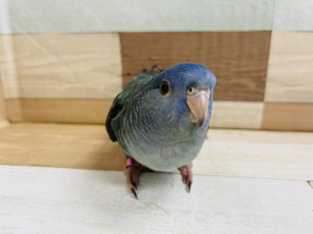 サザナミインコ