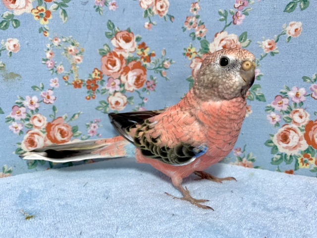 アキクサインコ（秋草インコ）