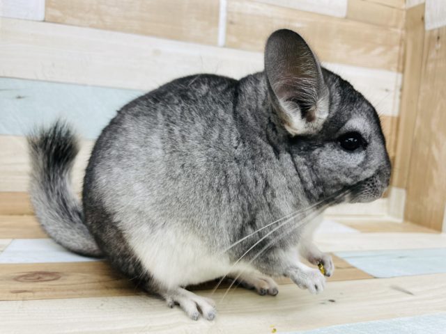 チンチラ