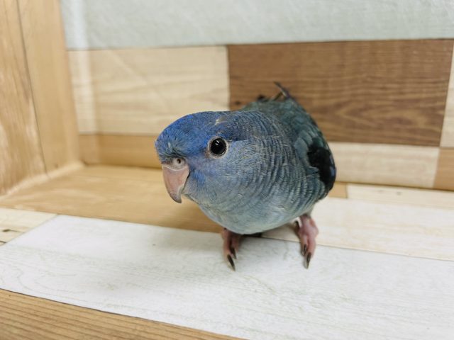 サザナミインコ