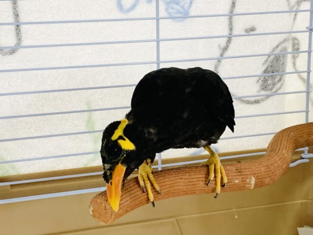 九官鳥（キュウカンチョウ）