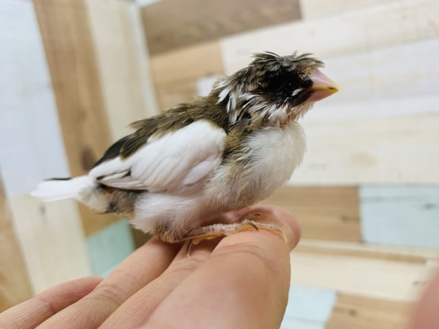 十姉妹（ジュウシマツ）