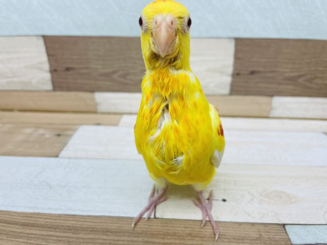 ビセイインコ（美声インコ）