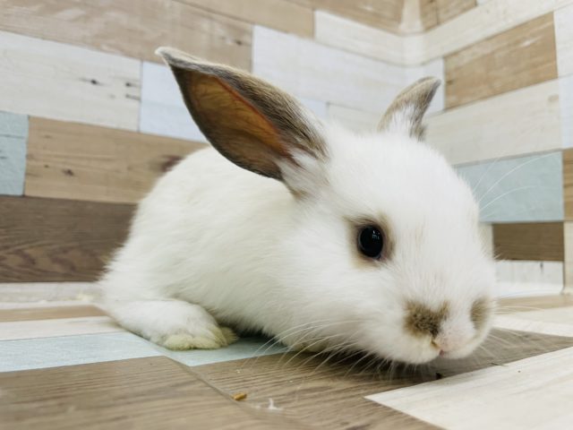 ロップイヤーラビット