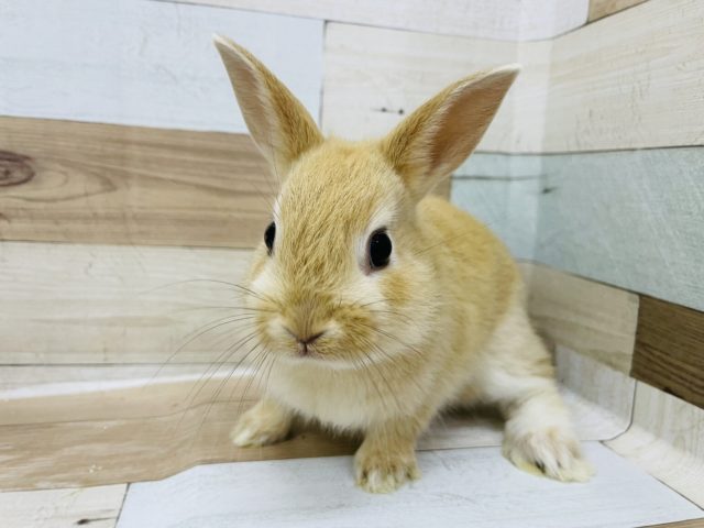 ネザーランドドワーフ