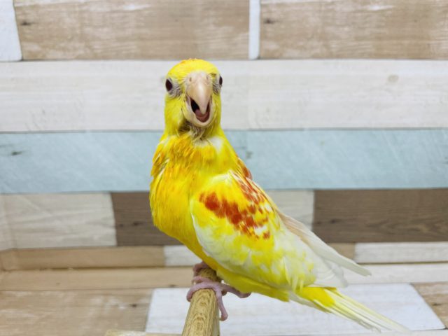 ビセイインコ（美声インコ）