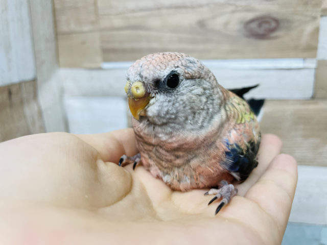 アキクサインコ（秋草インコ）