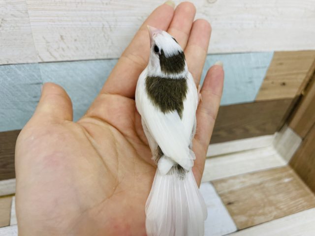 十姉妹（ジュウシマツ）