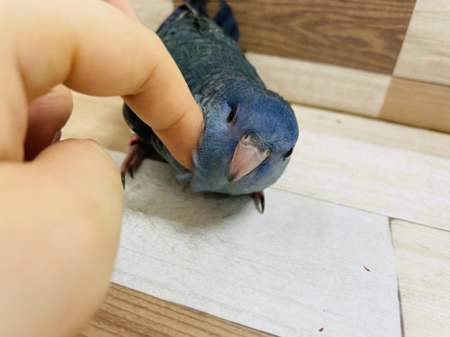サザナミインコ