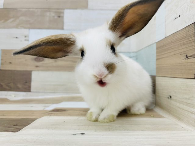 ロップイヤーラビット