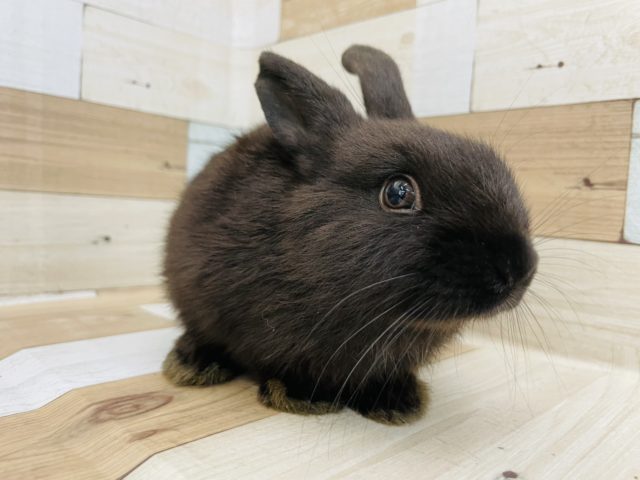 ネザーランドドワーフ