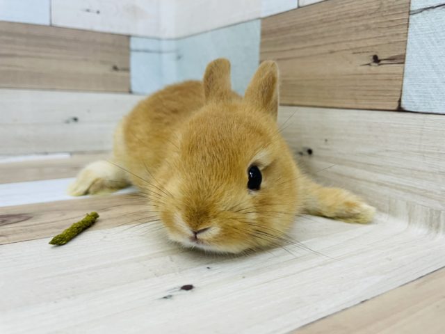 ネザーランドドワーフ