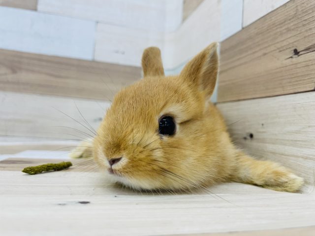 ネザーランドドワーフ