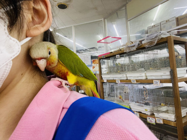 ホオミドリウロコインコ