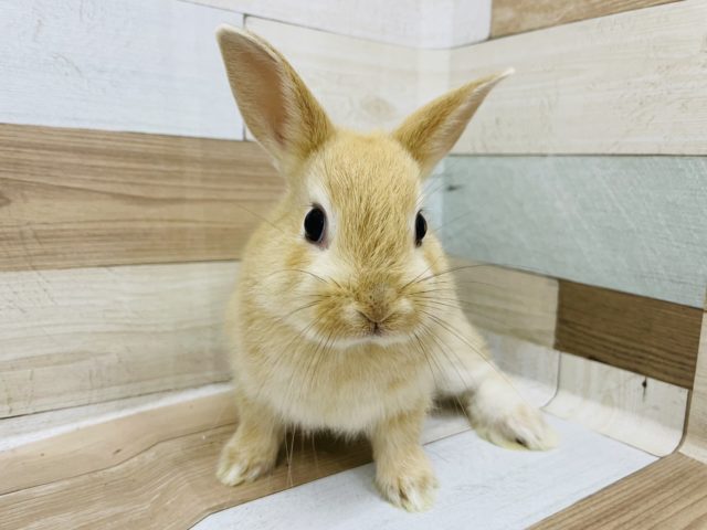 ネザーランドドワーフ